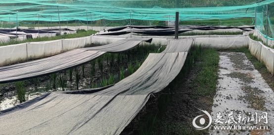 水洞底镇凤冠村因地制宜发展生态养殖产业